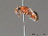  ( - BC ZSM HYM 10552)  @13 [ ] CreativeCommons - Attribution Non-Commercial Share-Alike (2011) Stefan Schmidt SNSB, Zoologische Staatssammlung Muenchen