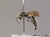  ( - BC ZSM HYM 10574)  @11 [ ] CreativeCommons - Attribution Non-Commercial Share-Alike (2011) Stefan Schmidt SNSB, Zoologische Staatssammlung Muenchen