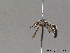  ( - BC ZSM HYM 10579)  @13 [ ] CreativeCommons - Attribution Non-Commercial Share-Alike (2011) Stefan Schmidt SNSB, Zoologische Staatssammlung Muenchen