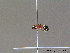  ( - BC ZSM HYM 10594)  @13 [ ] CreativeCommons - Attribution Non-Commercial Share-Alike (2011) Stefan Schmidt SNSB, Zoologische Staatssammlung Muenchen