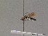  ( - BC ZSM HYM 10597)  @13 [ ] CreativeCommons - Attribution Non-Commercial Share-Alike (2011) Stefan Schmidt SNSB, Zoologische Staatssammlung Muenchen