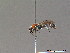  (Krombeinella thoracica - BC ZSM HYM 10614)  @13 [ ] CreativeCommons - Attribution Non-Commercial Share-Alike (2011) Stefan Schmidt SNSB, Zoologische Staatssammlung Muenchen