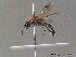  ( - BC ZSM HYM 10621)  @13 [ ] CreativeCommons - Attribution Non-Commercial Share-Alike (2011) Stefan Schmidt SNSB, Zoologische Staatssammlung Muenchen