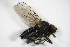  (Anthomyia liturata - DIP 05163)  @13 [ ] CreativeCommons - Attribution Non-Commercial Share-Alike (2015) Unspecified SNSB, Zoologische Staatssammlung Muenchen