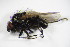  ( - DIP 05164)  @13 [ ] CreativeCommons - Attribution Non-Commercial Share-Alike (2015) Unspecified SNSB, Zoologische Staatssammlung Muenchen