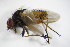  ( - DIP 05169)  @13 [ ] CreativeCommons - Attribution Non-Commercial Share-Alike (2015) Unspecified SNSB, Zoologische Staatssammlung Muenchen
