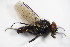  ( - DIP 05205)  @13 [ ] CreativeCommons - Attribution Non-Commercial Share-Alike (2015) Unspecified SNSB, Zoologische Staatssammlung Muenchen