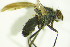  ( - DIP 05214)  @12 [ ] CreativeCommons - Attribution Non-Commercial Share-Alike (2015) Unspecified SNSB, Zoologische Staatssammlung Muenchen