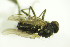  ( - DIP 05280)  @12 [ ] CreativeCommons - Attribution Non-Commercial Share-Alike (2015) Unspecified SNSB, Zoologische Staatssammlung Muenchen