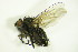  ( - DIP 05297)  @12 [ ] CreativeCommons - Attribution Non-Commercial Share-Alike (2015) Unspecified SNSB, Zoologische Staatssammlung Muenchen