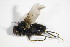  ( - DIP 05427)  @12 [ ] CreativeCommons - Attribution Non-Commercial Share-Alike (2015) Unspecified SNSB, Zoologische Staatssammlung Muenchen