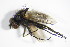  ( - DIP 05438)  @13 [ ] CreativeCommons - Attribution Non-Commercial Share-Alike (2015) Unspecified SNSB, Zoologische Staatssammlung Muenchen