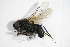  (Leucophora personata - DIP 05444)  @11 [ ] CreativeCommons - Attribution Non-Commercial Share-Alike (2015) Unspecified SNSB, Zoologische Staatssammlung Muenchen