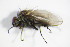  ( - DIP 05455)  @12 [ ] CreativeCommons - Attribution Non-Commercial Share-Alike (2015) Unspecified SNSB, Zoologische Staatssammlung Muenchen