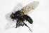  ( - DIP 05458)  @13 [ ] CreativeCommons - Attribution Non-Commercial Share-Alike (2015) Unspecified SNSB, Zoologische Staatssammlung Muenchen