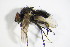  ( - DIP 05466)  @13 [ ] CreativeCommons - Attribution Non-Commercial Share-Alike (2015) Unspecified SNSB, Zoologische Staatssammlung Muenchen