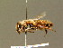  ( - BC ZSM HYM 01381)  @11 [ ] CreativeCommons - Attribution Non-Commercial Share-Alike (2010) Unspecified SNSB, Zoologische Staatssammlung Muenchen
