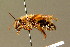  ( - BC ZSM HYM 01383)  @11 [ ] CreativeCommons - Attribution Non-Commercial Share-Alike (2010) Unspecified SNSB, Zoologische Staatssammlung Muenchen