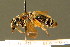  ( - BC ZSM HYM 01388)  @11 [ ] CreativeCommons - Attribution Non-Commercial Share-Alike (2010) Unspecified SNSB, Zoologische Staatssammlung Muenchen