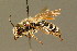  ( - BC ZSM HYM 01390)  @11 [ ] CreativeCommons - Attribution Non-Commercial Share-Alike (2010) Unspecified SNSB, Zoologische Staatssammlung Muenchen