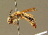  ( - BC ZSM HYM 01391)  @11 [ ] CreativeCommons - Attribution Non-Commercial Share-Alike (2010) Unspecified SNSB, Zoologische Staatssammlung Muenchen