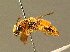  ( - BC ZSM HYM 01393)  @14 [ ] CreativeCommons - Attribution Non-Commercial Share-Alike (2010) Unspecified SNSB, Zoologische Staatssammlung Muenchen