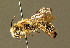  ( - BC ZSM HYM 01395)  @14 [ ] CreativeCommons - Attribution Non-Commercial Share-Alike (2010) Unspecified SNSB, Zoologische Staatssammlung Muenchen
