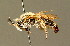  ( - BC ZSM HYM 01396)  @14 [ ] CreativeCommons - Attribution Non-Commercial Share-Alike (2010) Unspecified SNSB, Zoologische Staatssammlung Muenchen