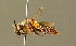  ( - BC ZSM HYM 01411)  @11 [ ] CreativeCommons - Attribution Non-Commercial Share-Alike (2010) Unspecified SNSB, Zoologische Staatssammlung Muenchen