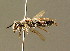  ( - BC ZSM HYM 01412)  @11 [ ] CreativeCommons - Attribution Non-Commercial Share-Alike (2010) Unspecified SNSB, Zoologische Staatssammlung Muenchen