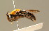  ( - BC ZSM HYM 01434)  @11 [ ] CreativeCommons - Attribution Non-Commercial Share-Alike (2010) Unspecified SNSB, Zoologische Staatssammlung Muenchen