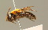  ( - BC ZSM HYM 01435)  @11 [ ] CreativeCommons - Attribution Non-Commercial Share-Alike (2010) Unspecified SNSB, Zoologische Staatssammlung Muenchen