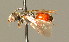  (Sphecodes longulus - BC ZSM HYM 01456)  @14 [ ] CreativeCommons - Attribution Non-Commercial Share-Alike (2010) Unspecified SNSB, Zoologische Staatssammlung Muenchen