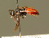  (Sphecodes ruficrus - BC ZSM HYM 01472)  @14 [ ] CreativeCommons - Attribution Non-Commercial Share-Alike (2010) Unspecified SNSB, Zoologische Staatssammlung Muenchen