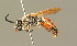  (Sphecodes scabricollis - BC ZSM HYM 01482)  @11 [ ] CreativeCommons - Attribution Non-Commercial Share-Alike (2010) Unspecified SNSB, Zoologische Staatssammlung Muenchen