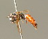  ( - BC ZSM HYM 01483)  @13 [ ] CreativeCommons - Attribution Non-Commercial Share-Alike (2010) Unspecified SNSB, Zoologische Staatssammlung Muenchen