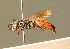  ( - BC ZSM HYM 01484)  @11 [ ] CreativeCommons - Attribution Non-Commercial Share-Alike (2010) Unspecified SNSB, Zoologische Staatssammlung Muenchen