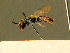  ( - BC ZSM HYM 01501)  @11 [ ] CreativeCommons - Attribution Non-Commercial Share-Alike (2010) Unspecified SNSB, Zoologische Staatssammlung Muenchen