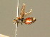  ( - BC ZSM HYM 01502)  @11 [ ] CreativeCommons - Attribution Non-Commercial Share-Alike (2010) Unspecified SNSB, Zoologische Staatssammlung Muenchen