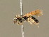  ( - BC ZSM HYM 01620)  @14 [ ] CreativeCommons - Attribution Non-Commercial Share-Alike (2010) Unspecified SNSB, Zoologische Staatssammlung Muenchen