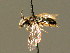  ( - BC ZSM HYM 01622)  @13 [ ] CreativeCommons - Attribution Non-Commercial Share-Alike (2010) Unspecified SNSB, Zoologische Staatssammlung Muenchen