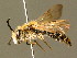  ( - BC ZSM HYM 01632)  @12 [ ] CreativeCommons - Attribution Non-Commercial Share-Alike (2010) Unspecified SNSB, Zoologische Staatssammlung Muenchen
