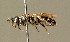  ( - BC ZSM HYM 01653)  @13 [ ] CreativeCommons - Attribution Non-Commercial Share-Alike (2010) Unspecified SNSB, Zoologische Staatssammlung Muenchen