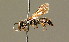  ( - BC ZSM HYM 01654)  @12 [ ] CreativeCommons - Attribution Non-Commercial Share-Alike (2010) Unspecified SNSB, Zoologische Staatssammlung Muenchen