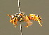 ( - BC ZSM HYM 01670)  @13 [ ] CreativeCommons - Attribution Non-Commercial Share-Alike (2010) Unspecified SNSB, Zoologische Staatssammlung Muenchen