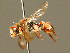  ( - BC ZSM HYM 01675)  @14 [ ] CreativeCommons - Attribution Non-Commercial Share-Alike (2010) Unspecified SNSB, Zoologische Staatssammlung Muenchen