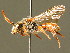  ( - BC ZSM HYM 01676)  @11 [ ] CreativeCommons - Attribution Non-Commercial Share-Alike (2010) Unspecified SNSB, Zoologische Staatssammlung Muenchen