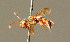  ( - BC ZSM HYM 01687)  @11 [ ] CreativeCommons - Attribution Non-Commercial Share-Alike (2010) Unspecified SNSB, Zoologische Staatssammlung Muenchen