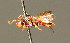 ( - BC ZSM HYM 01688)  @11 [ ] CreativeCommons - Attribution Non-Commercial Share-Alike (2010) Unspecified SNSB, Zoologische Staatssammlung Muenchen