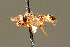  ( - BC ZSM HYM 01690)  @11 [ ] CreativeCommons - Attribution Non-Commercial Share-Alike (2010) Unspecified SNSB, Zoologische Staatssammlung Muenchen